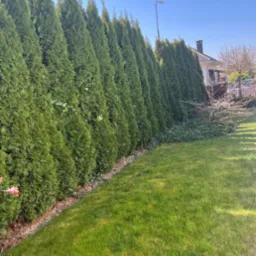 Równy szpaler wysokich, zielonych tuj oddziela trawnik od domu. Widoczne podsypanie korą i świeżo skoszona trawa. Słoneczny dzień, błękitne niebo.