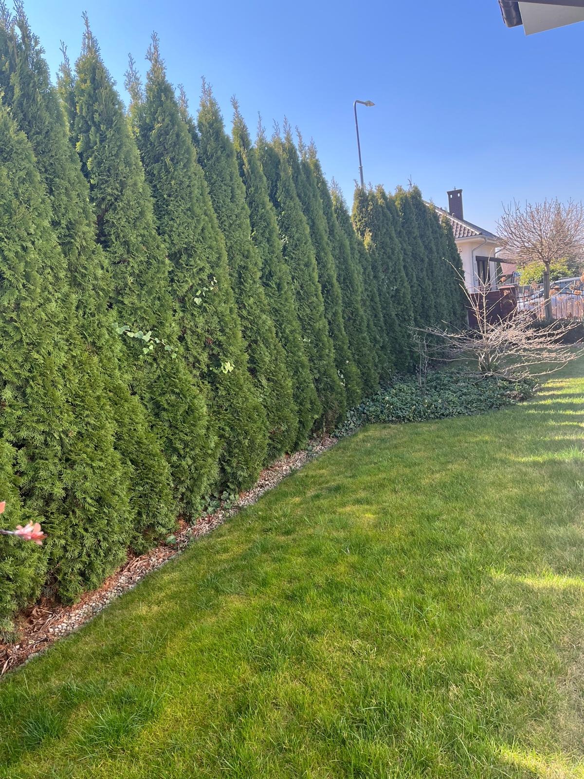 Równy szpaler wysokich, zielonych tuj oddziela trawnik od domu. Widoczne podsypanie korą i świeżo skoszona trawa. Słoneczny dzień, błękitne niebo.