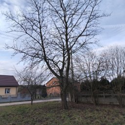 Wujo Sebastian wujek - Pierwszorzędne Usuwanie Drzew Opoczno