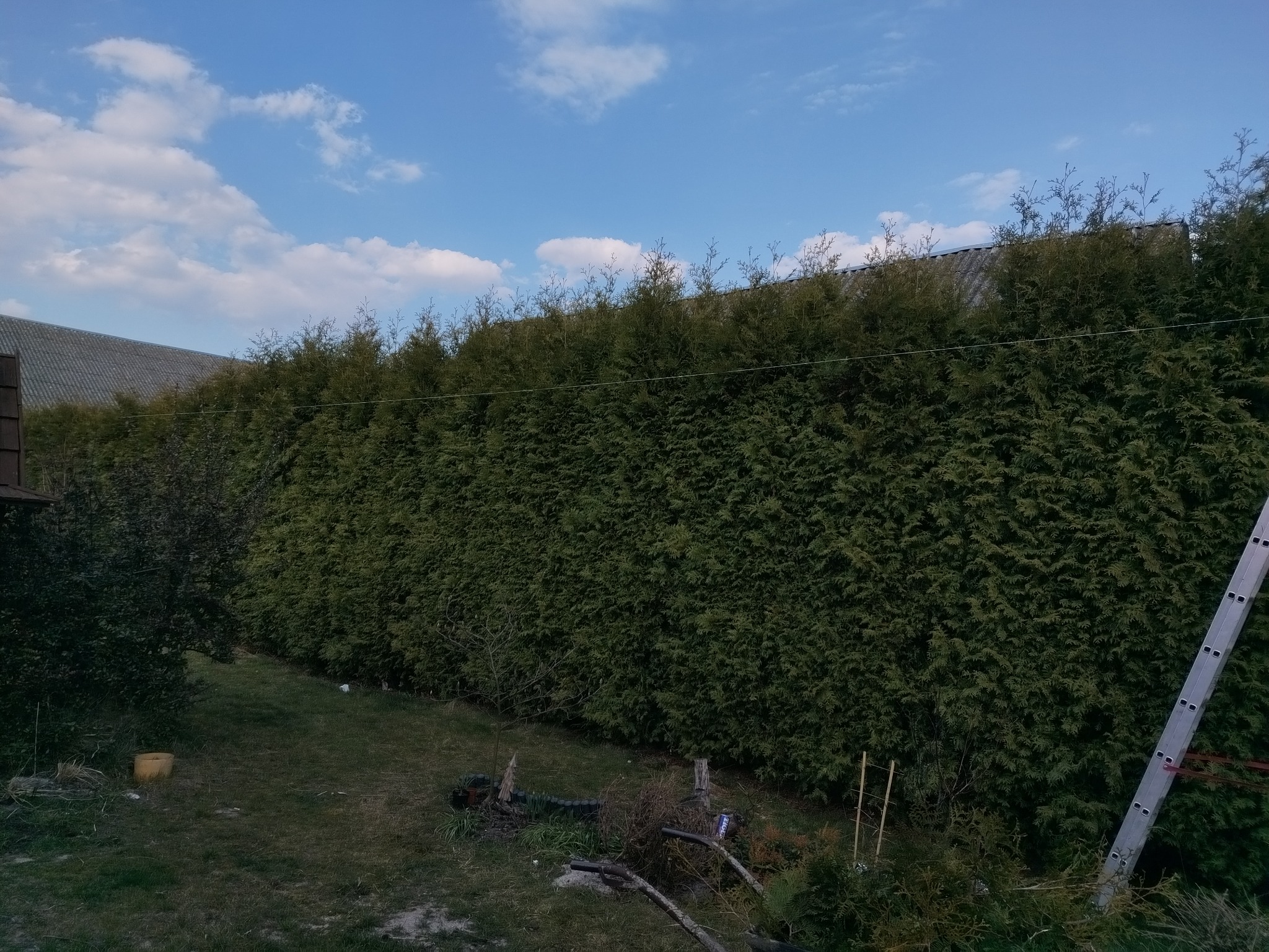 Gęsty żywopłot z tuj szmaragd, formowany na równą wysokość, z drabiną opartą o rośliny. W tle budynek pod błękitnym niebem.