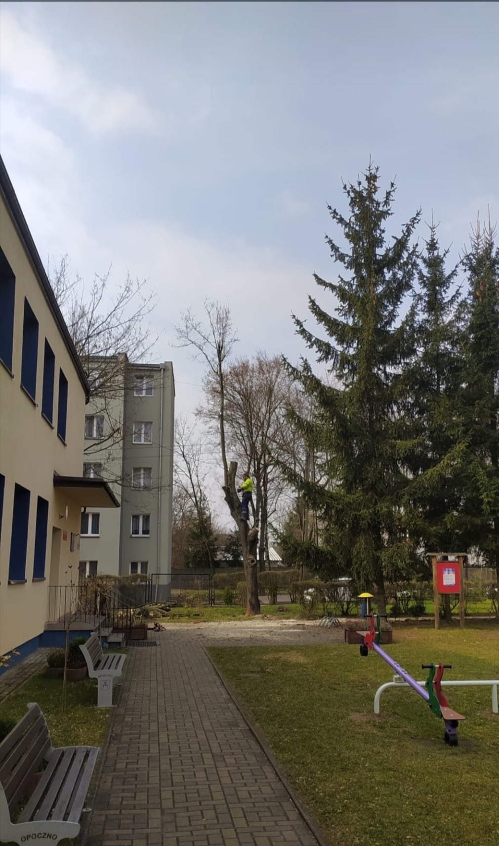 Arborysta w żółtej kamizelce przycina drzewo na tle placu zabaw i budynków. Widoczne ścięte gałęzie. Kadr z dołu, pochmurne niebo.