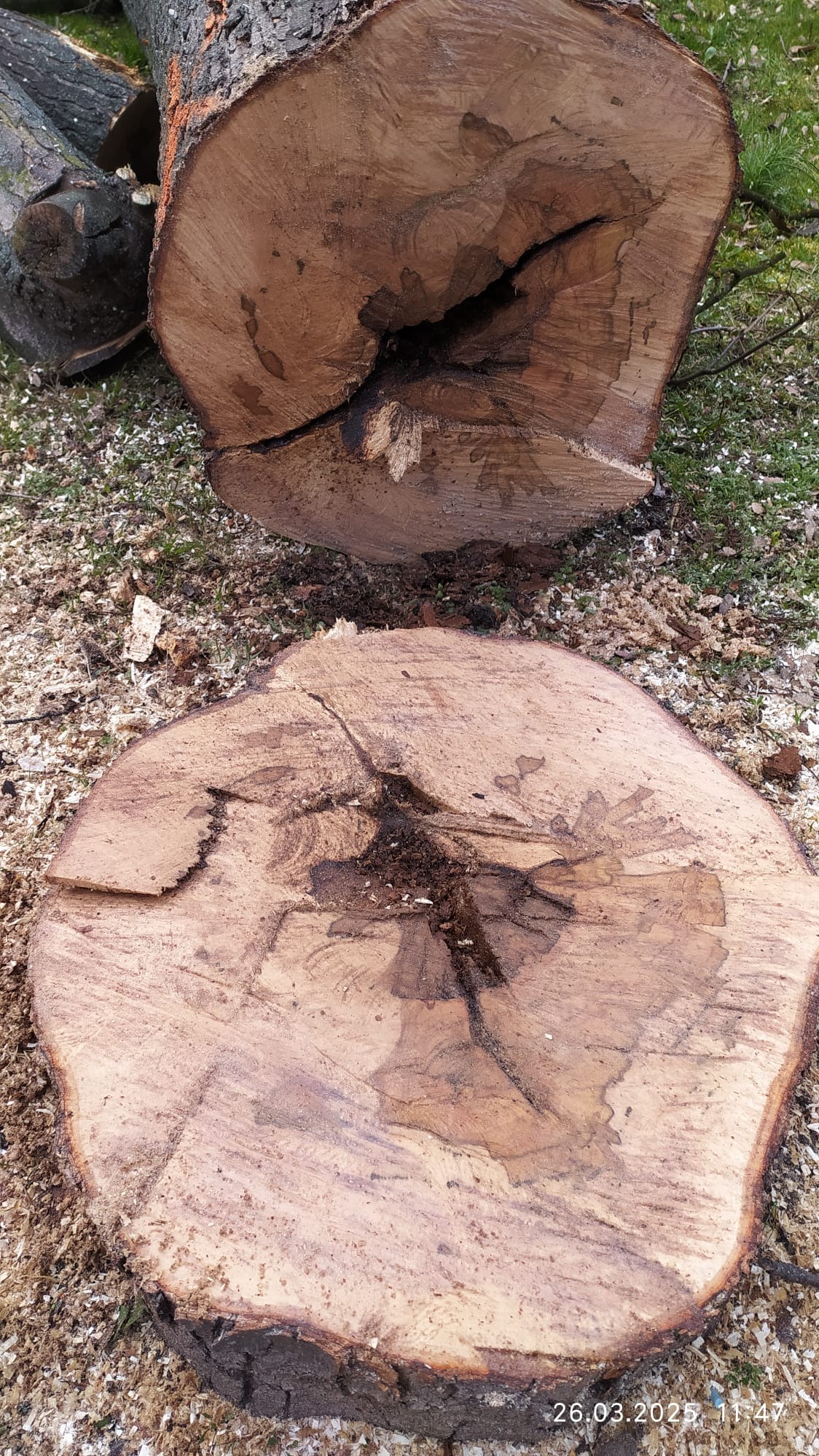 Świeżo ścięte pnie drzewa na trawie, z widocznymi słojami i korą. Ślady cięcia i trociny. Data w prawym dolnym rogu: 26.03.2025.