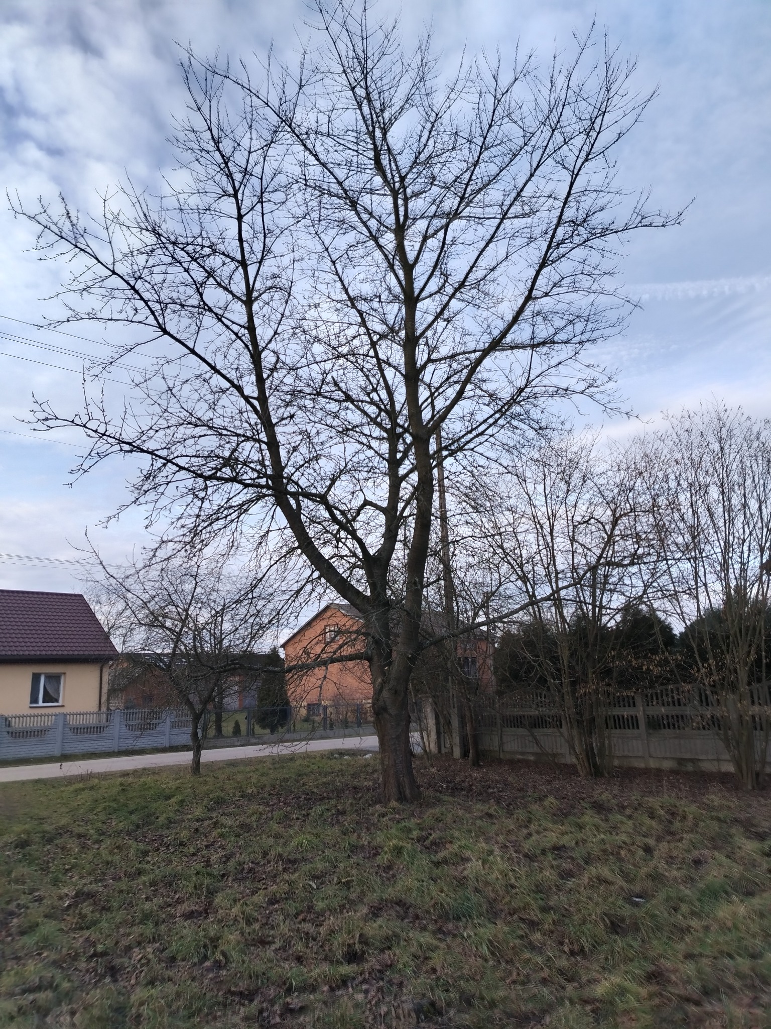 Bezlistne drzewo na tle pochmurnego nieba i zabudowań. Widoczne gałęzie i pień drzewa. Krajobraz typowy dla późnej jesieni lub zimy. Domy w tle.