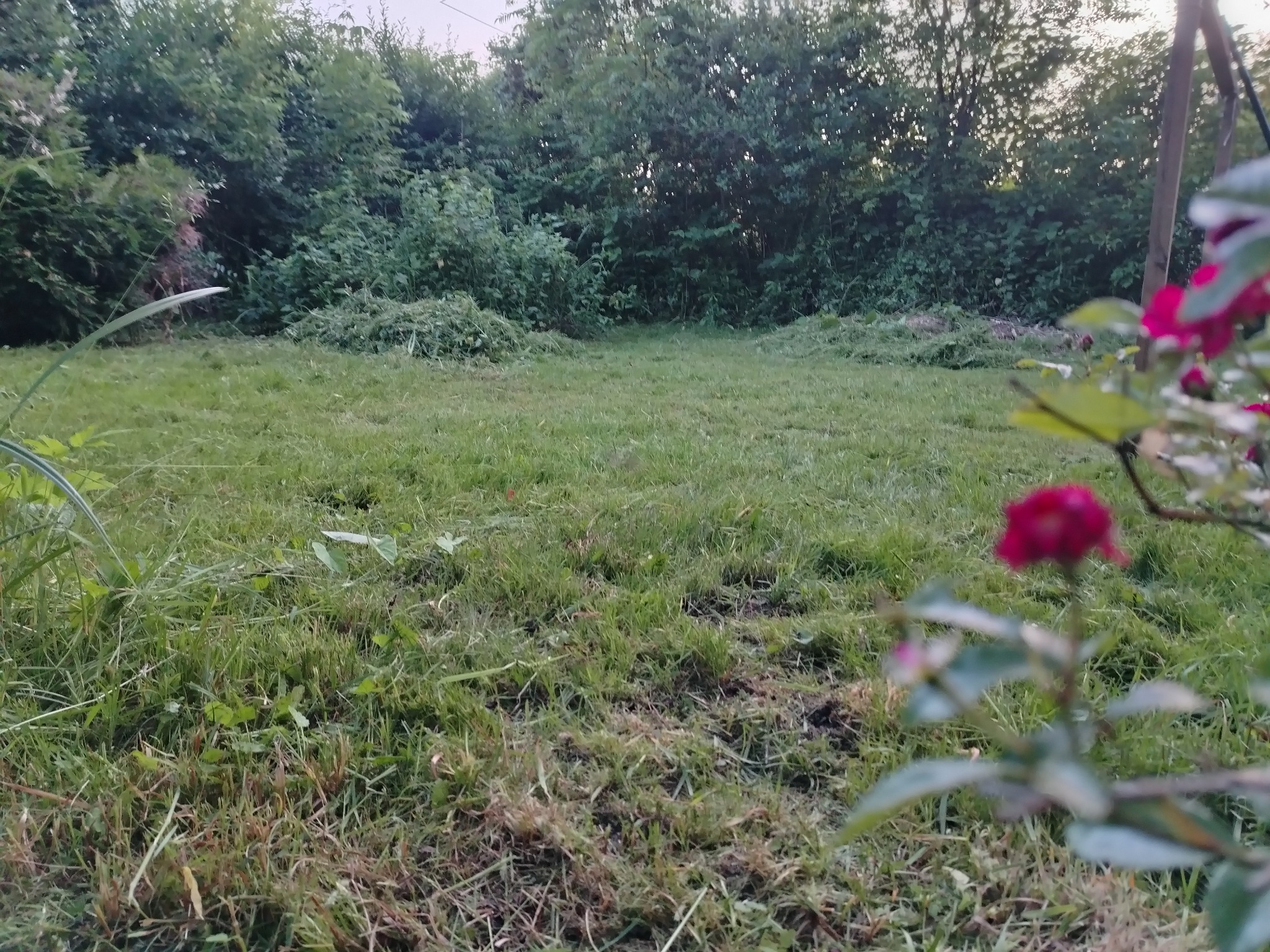 Świeżo skoszony trawnik z kupkami ściętej trawy, widok z poziomu gruntu, z krzewem róży w prawym dolnym rogu i drzewami w tle.