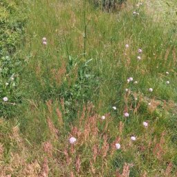 Koszenie trawy Wołomin 1