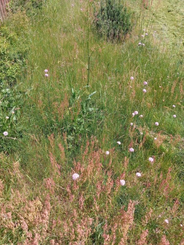Zarośnięty trawnik z kwitnącym szczawiem łąkowym i innymi chwastami. Część trawy skoszona, widoczna z prawej strony. Słoneczny dzień.