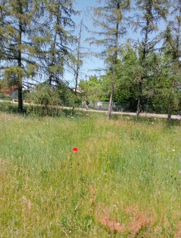 Rozległe pole z wysoką trawą i pojedynczym, czerwonym makiem na pierwszym planie. W tle widoczne drzewa iglaste i ścieżka z przechodzącą osobą.