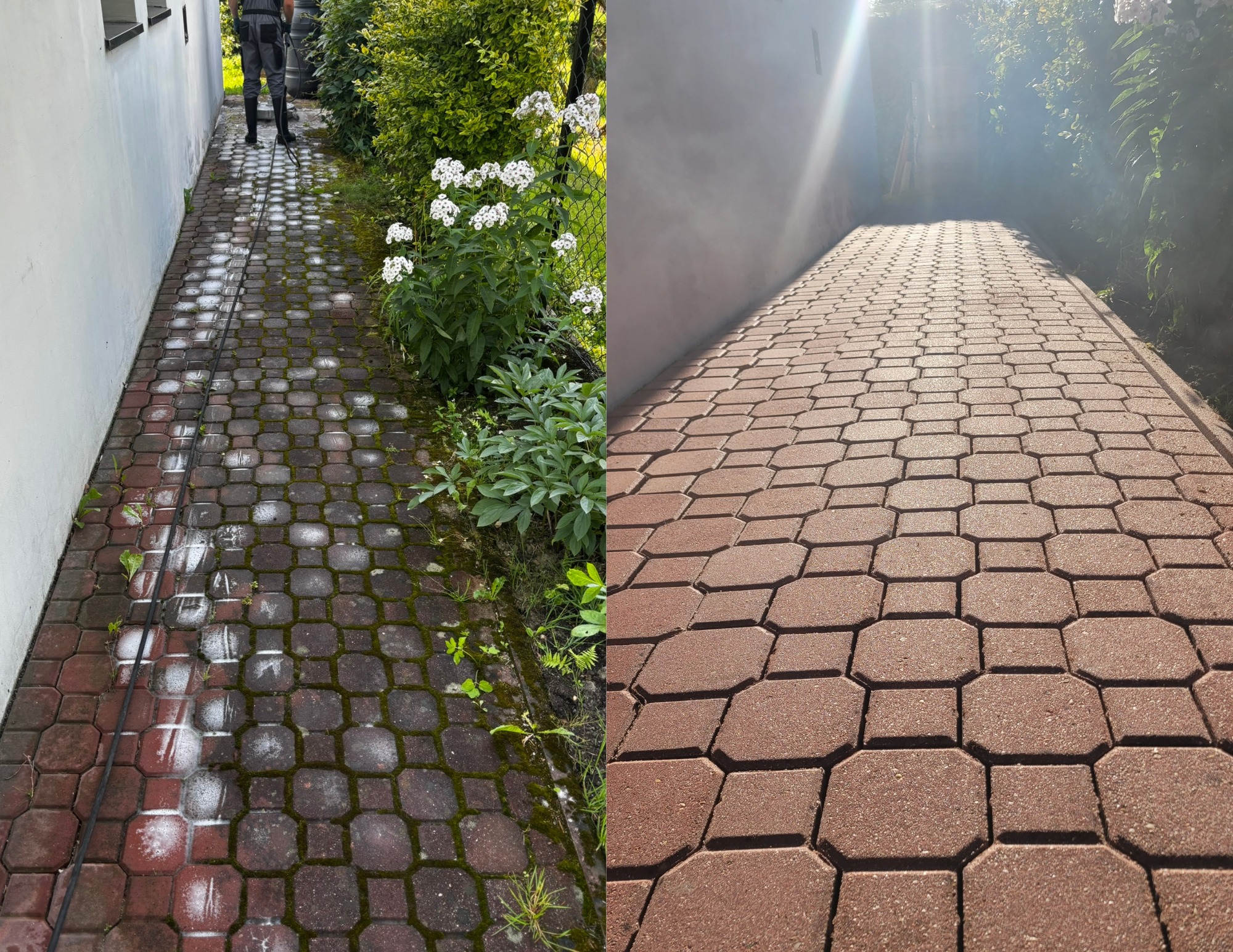 Porównanie kostki brukowej przed i po czyszczeniu: zarośnięta mchem i czysta, w odcieniach czerwieni, z widocznym fragmentem węża ciśnieniowego i roślinności.