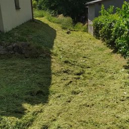 Verdeco Michał Korynt - Świeżo skoszona trawa na posesji, z widocznymi śladami po koszeniu, budynkiem w tle i zielenią. Słoneczny dzień.