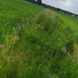 Wycinka drzew Chełm Śląski 4