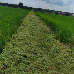 Wycinka drzew Chełm Śląski 3