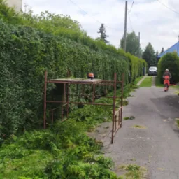 Formowanie żywopłotu z użyciem rusztowania i pilarki. Ścinki leżą na ziemi. W tle osoba w kombinezonie zbliża się drogą do posesji.