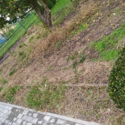 Wycinka drzew Chełm Śląski 2