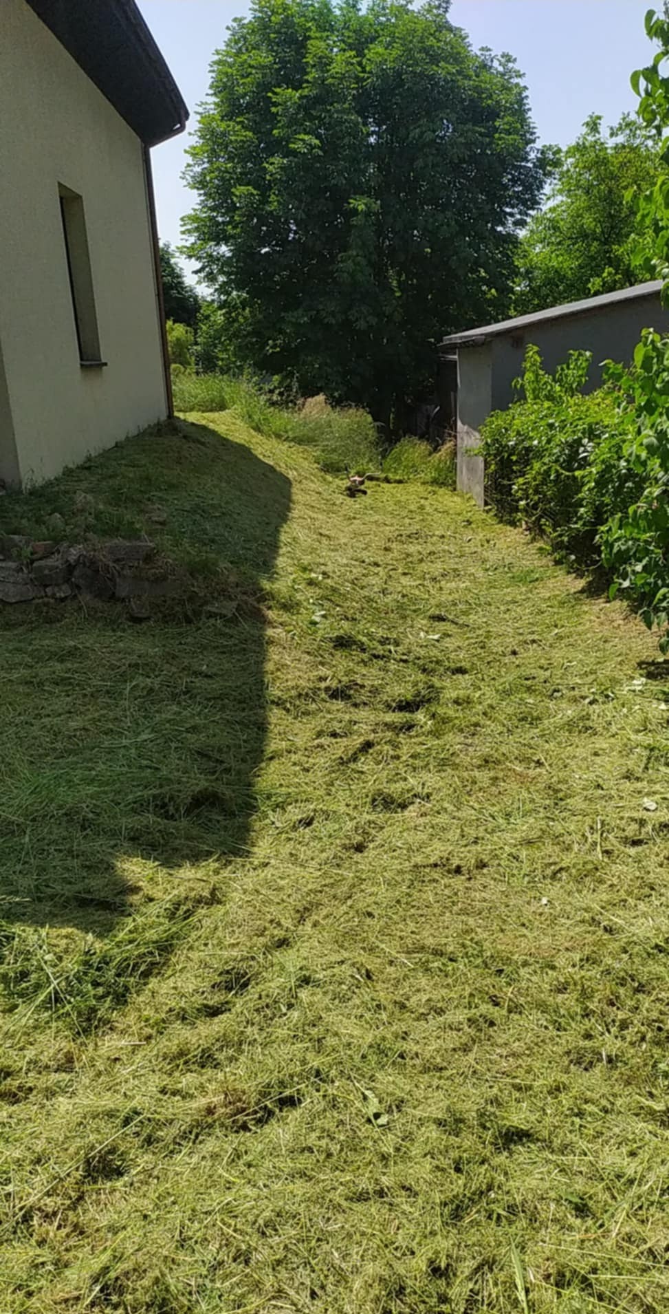 Świeżo skoszona trawa na posesji, z widocznymi śladami po koszeniu, budynkiem w tle i zielenią. Słoneczny dzień.