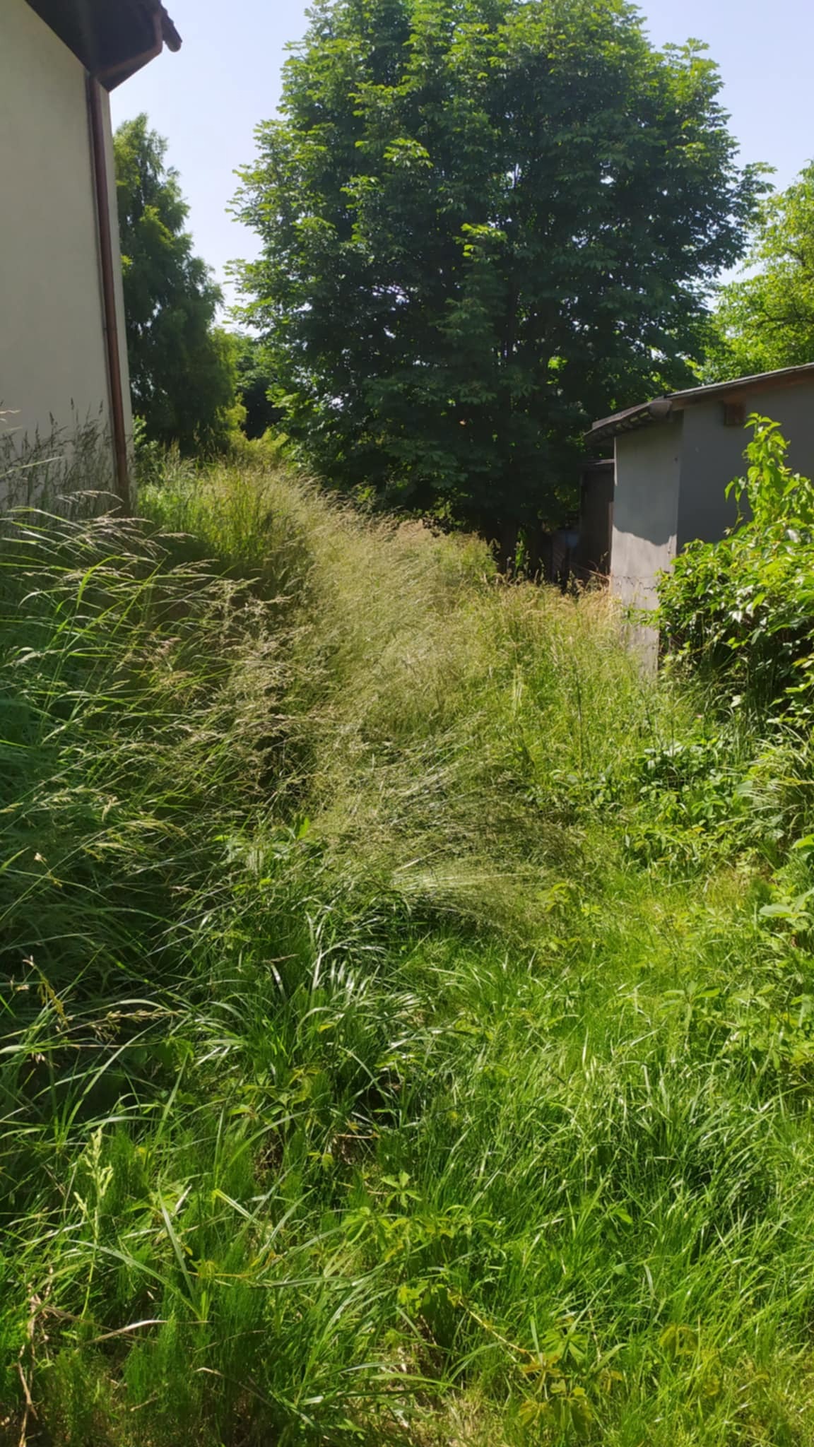 Zarośnięty trawą i chwastami teren między budynkami, wysoka trawa sięgająca do pasa, widoczne budynki i drzewa w tle, słoneczny dzień.