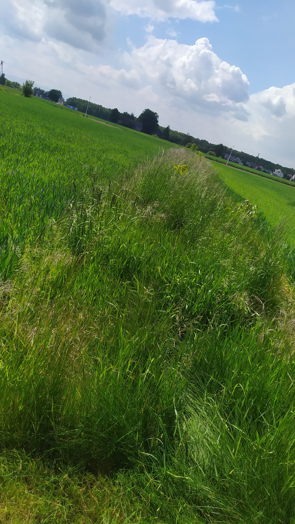 Rozległe pole z wysoką, zieloną trawą, przechodzące w regularny trawnik w oddali. Błękitne niebo z białymi obłokami dopełnia krajobraz.