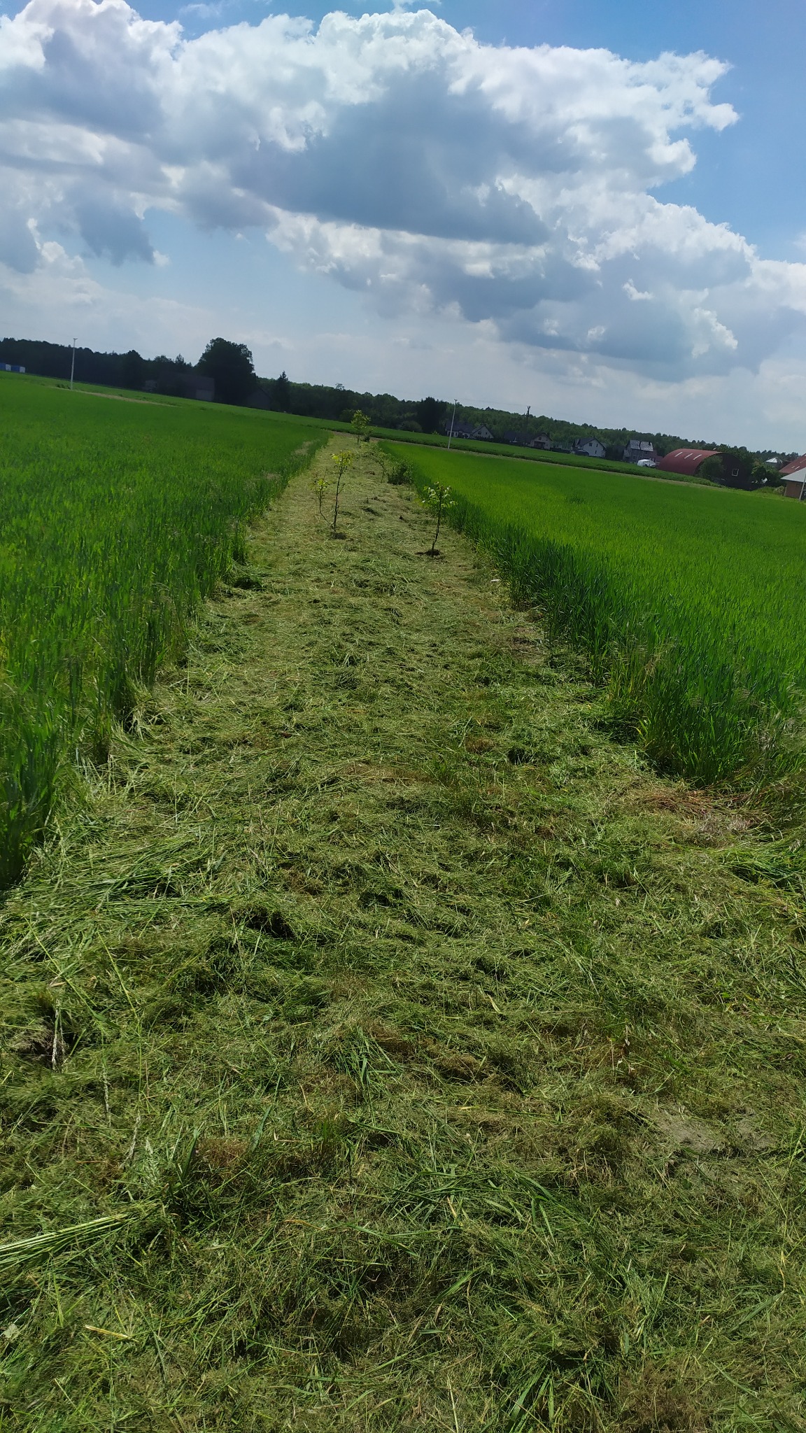 Wycięty pas trawy przez pole z młodymi drzewkami, widok z perspektywy ziemi, błękitne niebo z chmurami w tle, słoneczny dzień, równo skoszona trawa.