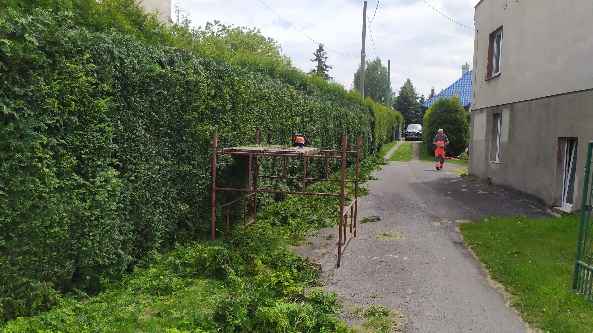 Formowanie żywopłotu z użyciem rusztowania i pilarki. Ścinki leżą na ziemi. W tle osoba w kombinezonie zbliża się drogą do posesji.