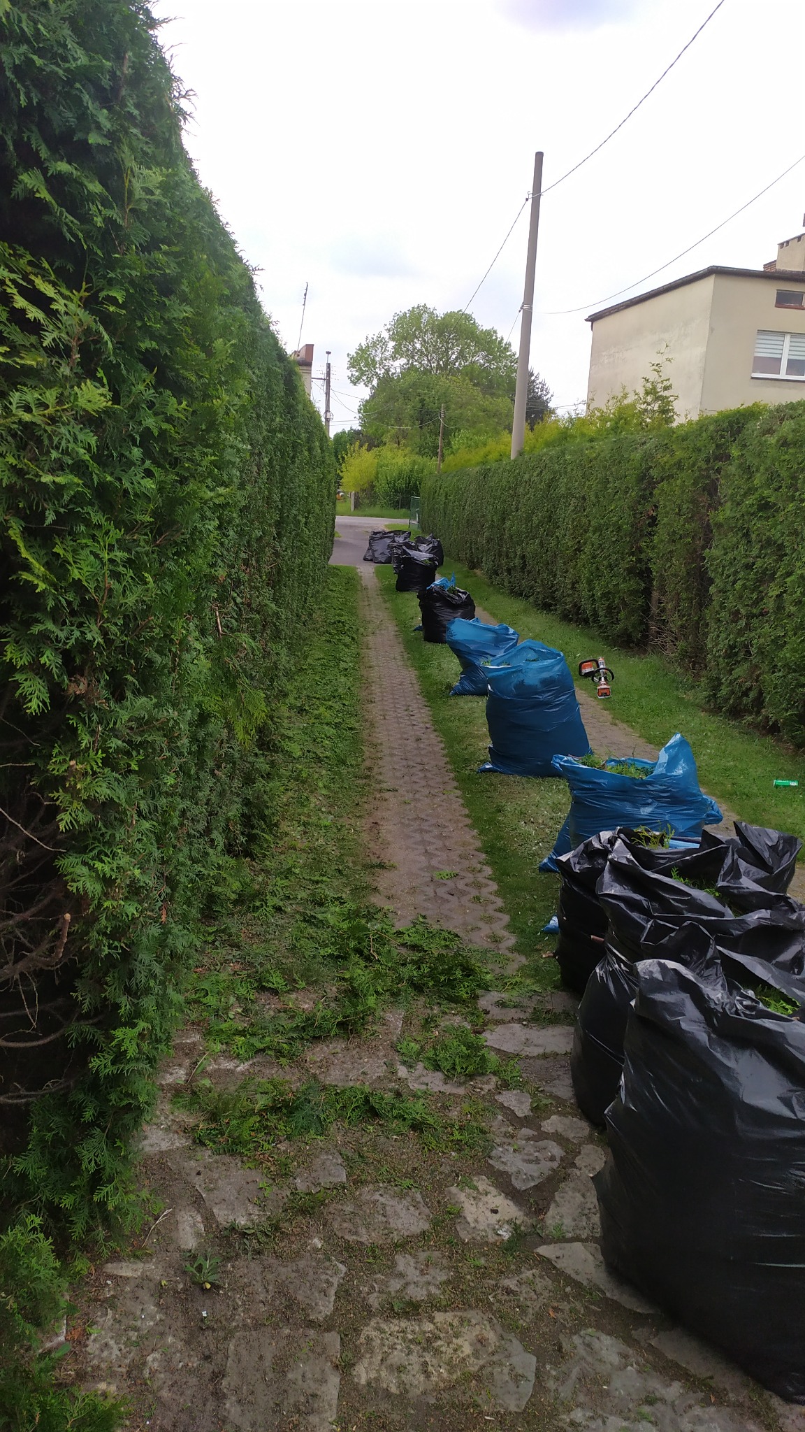 Uporządkowana przestrzeń po przycięciu żywopłotu: worki z odpadami ustawione wzdłuż ścieżki, pozostałości roślinne na ziemi, zielony żywopłot po obu stronach.