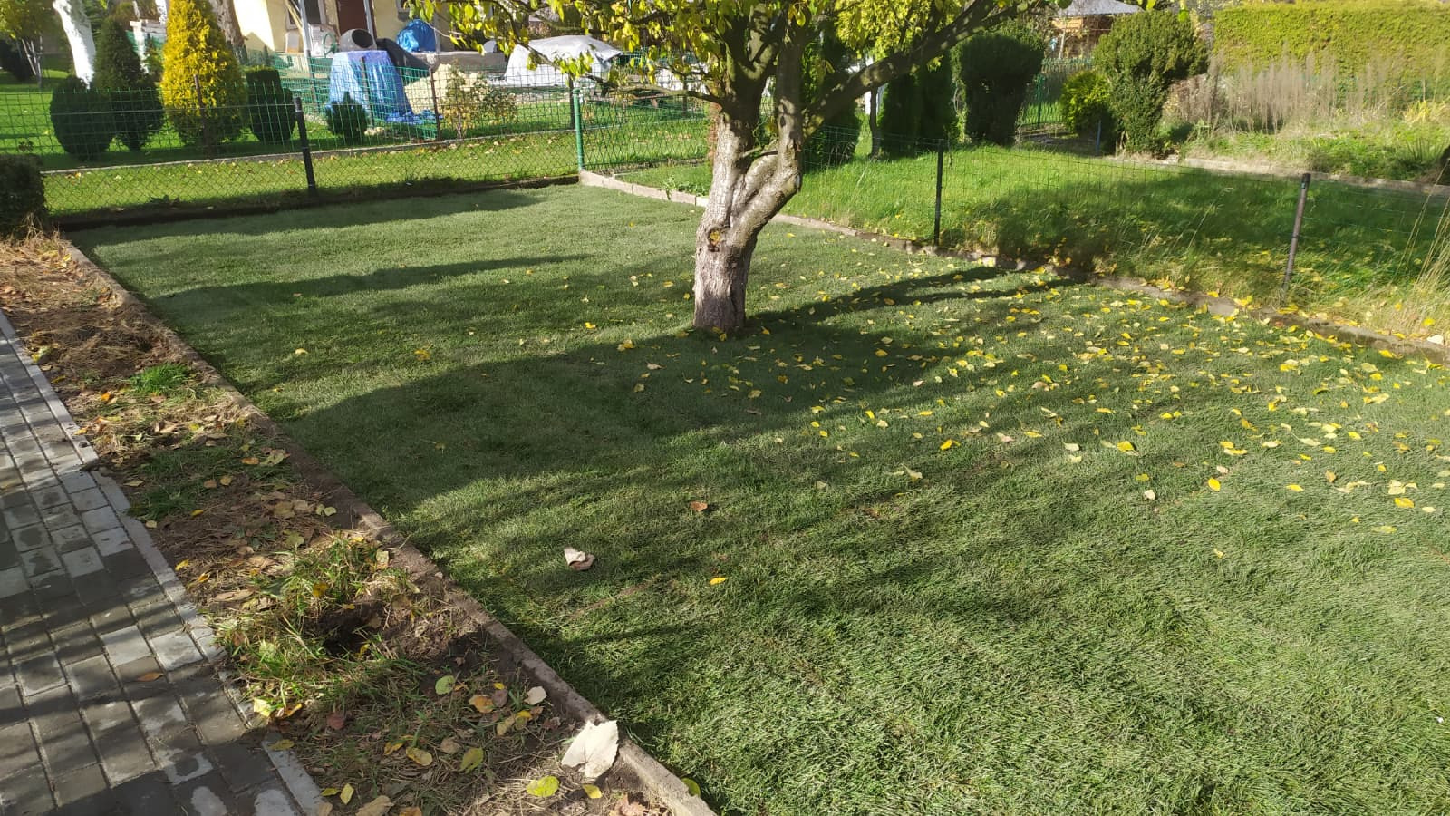 Świeżo ułożona trawa z rolki w ogrodzie, z drzewem pośrodku i opadłymi liśćmi. Część trawnika jeszcze niezagospodarowana, widoczne ślady ziemi przy kostce brukowej.
