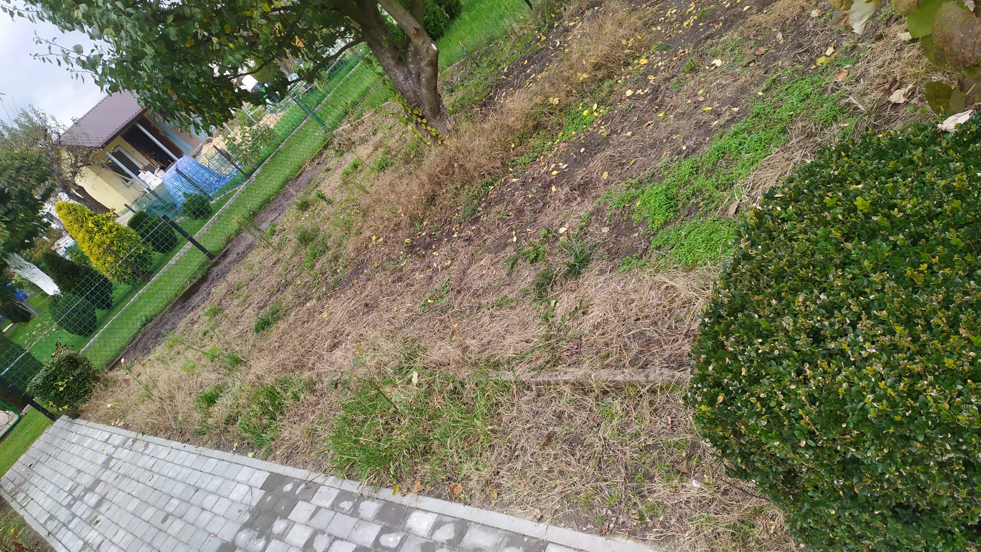 Zaniedbany trawnik z uschniętą trawą i chwastami, widok z góry. W tle drzewo i ogrodzenie. Część trawnika zielona, co sugeruje potrzebę pielęgnacji.