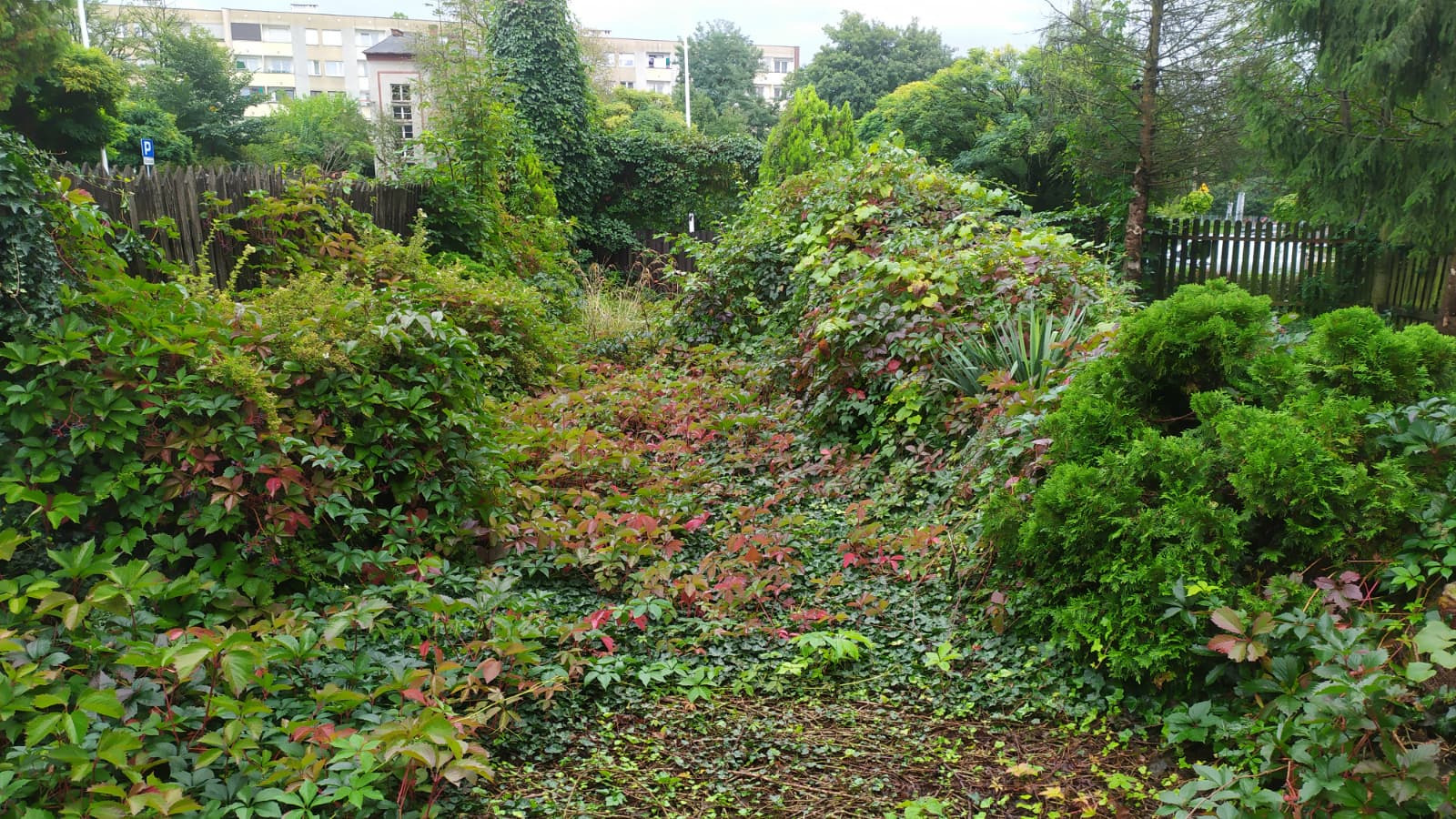 Zarośnięty ogród z bujną roślinnością, w tym pnącza z czerwonymi liśćmi, krzewy iglaste i wysokie drzewa, otoczony drewnianym płotem. W tle budynek mieszkalny.