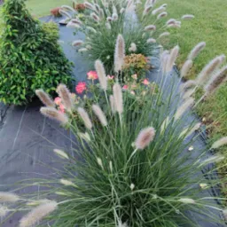 Dekoracyjna trawa 'Pi&oacute;rk&oacute;wka' i r&oacute;że na czarnej macie szk&oacute;łkarskiej, w tle trawnik i inne rośliny. Ujęcie z bliska, podkreślające fakturę roślin.