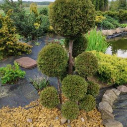 Michał kawka - Ozdobny ogród z formowanymi krzewami w kształcie kul, wyściółkowany korą i otoczony kamieniami, z oczkiem wodnym w tle. Widok na zadbany teren zielony.
