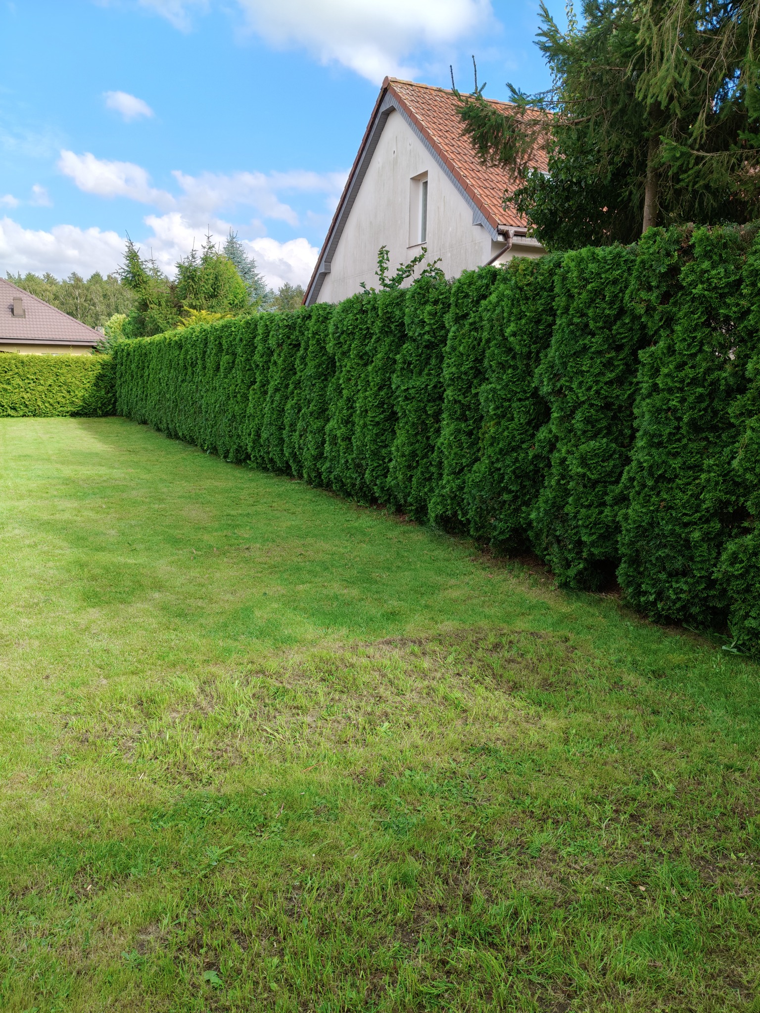 Zadbany ogród z równo przystrzyżonym trawnikiem i gęstym, formowanym żywopłotem z tui, tworzącym zieloną ścianę wzdłuż granicy posesji. W tle widoczny dom z czerwoną dachówką.