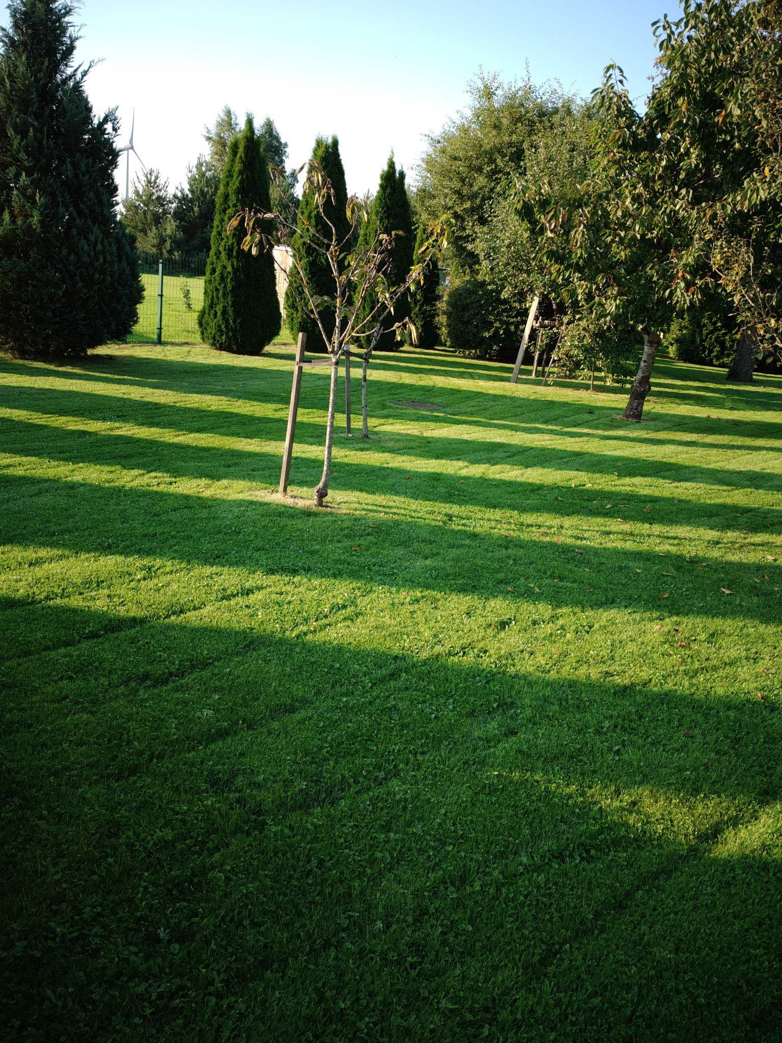 Zadbany trawnik z młodymi drzewkami podpartymi palikami, w tle wysokie drzewa iglaste i liściaste oraz turbina wiatrowa w oddali, cień drzew na trawie.