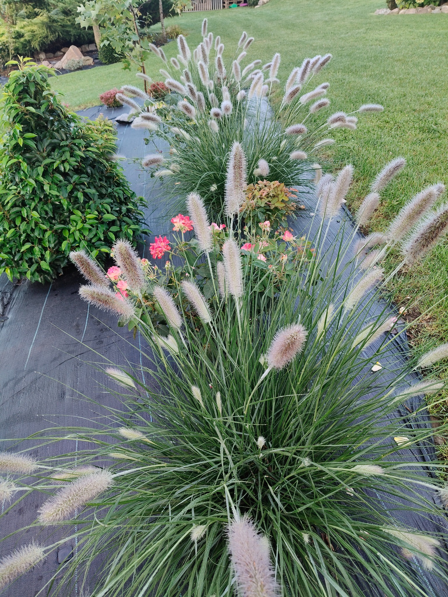 Dekoracyjna trawa 'Piórkówka' i róże na czarnej macie szkółkarskiej, w tle trawnik i inne rośliny. Ujęcie z bliska, podkreślające fakturę roślin.