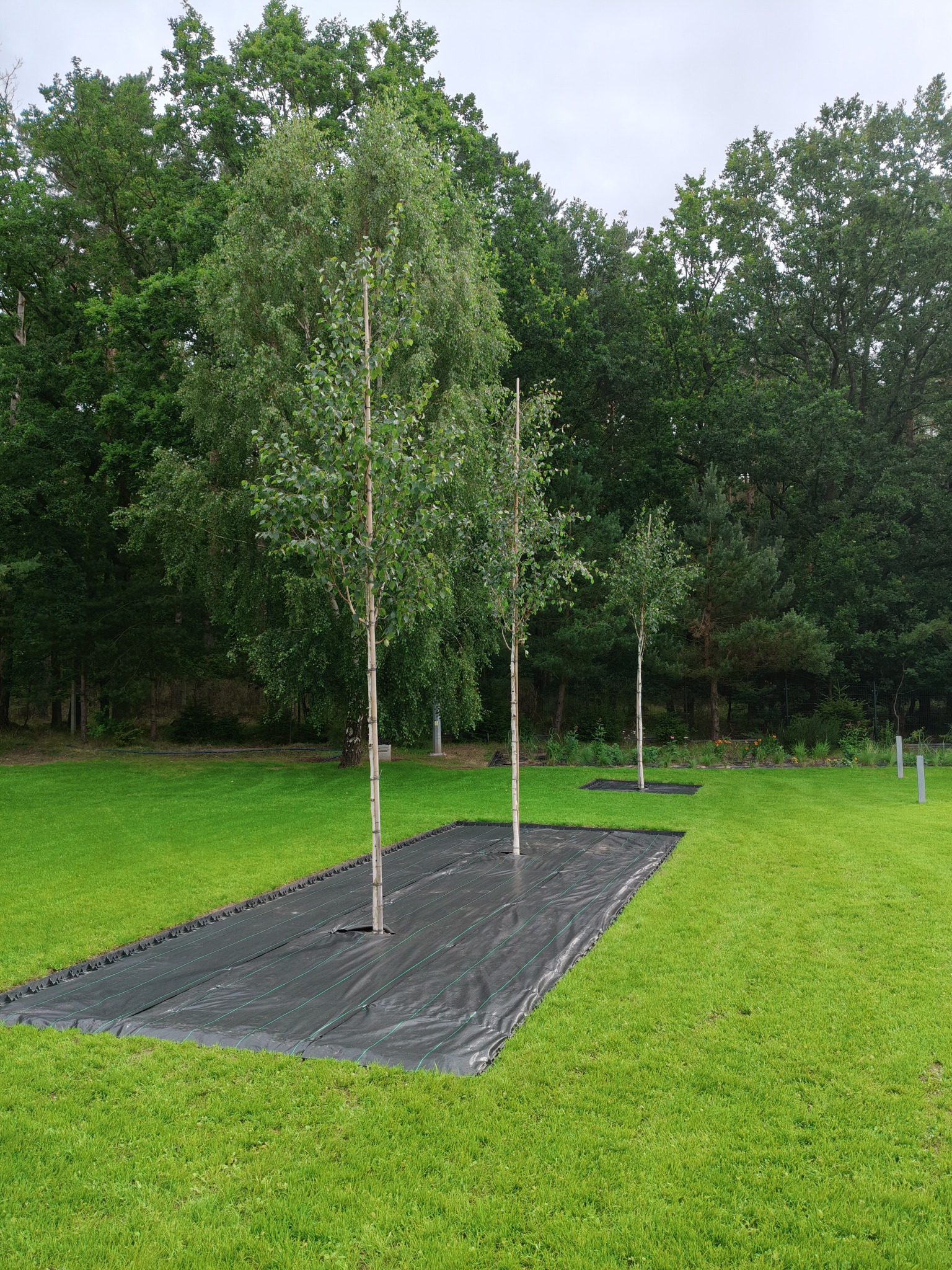 Młode brzozy posadzone w rzędzie na trawniku, zabezpieczone czarną agrowłókniną. W tle widoczny gęsty las liściasty i pochmurne niebo.