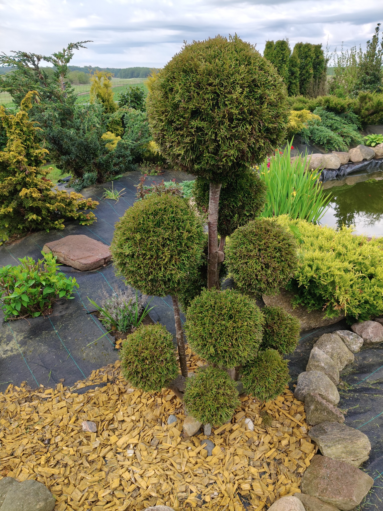 Ozdobny ogród z formowanymi krzewami w kształcie kul, wyściółkowany korą i otoczony kamieniami, z oczkiem wodnym w tle. Widok na zadbany teren zielony.