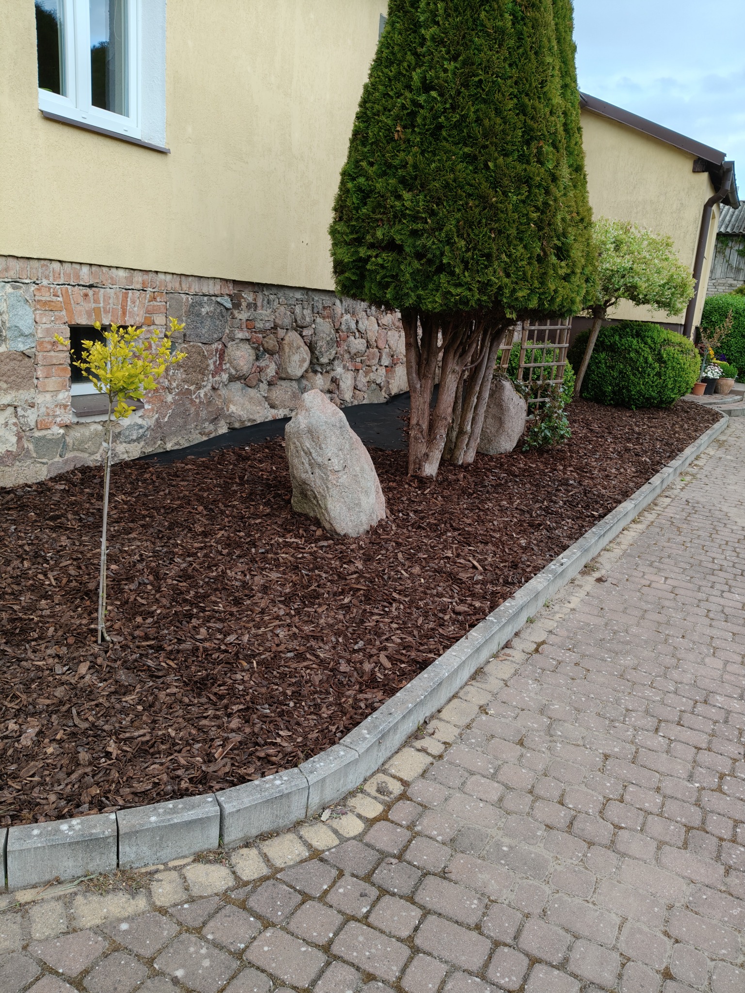 Aranżacja ogrodu z tujami, kamieniami i korą, obrzeża z kostki. Żółta elewacja domu w tle. Widok na rabatę z bliska, kostka brukowa na pierwszym planie.