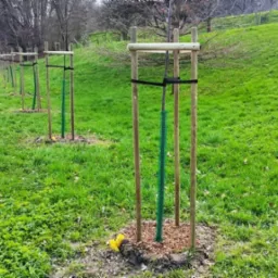 Rząd świeżo posadzonych drzew, zabezpieczonych drewnianymi konstrukcjami i osłonkami, na tle zielonego trawnika i skarpy w parku.