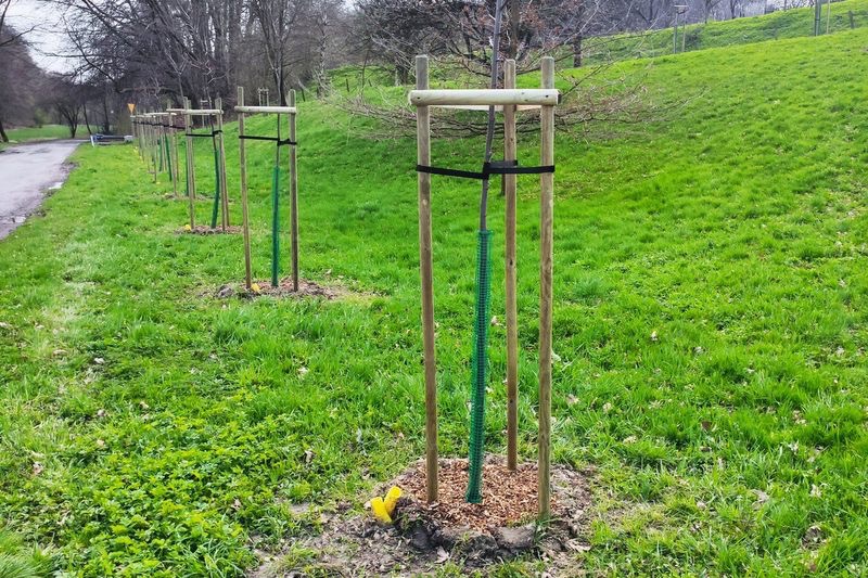 Rząd świeżo posadzonych drzew, zabezpieczonych drewnianymi konstrukcjami i osłonkami, na tle zielonego trawnika i skarpy w parku.