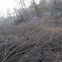 Zielony ogród - Stos świeżo ściętych gałęzi i pni drzew na tle lasu w zimowej scenerii. Widoczne ślady po wycince drzew. Słoneczny dzień.