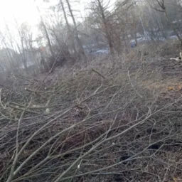 Stos świeżo ściętych gałęzi i pni drzew na tle lasu w zimowej scenerii. Widoczne ślady po wycince drzew. Słoneczny dzień.