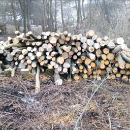 Zielony ogród - Stos pociętych pni drzew na tle lasu. Widoczne świeże przekroje drewna i gałęzie. Praca po wycince lub przycinaniu, przygotowane do transportu lub dalszej obróbki.