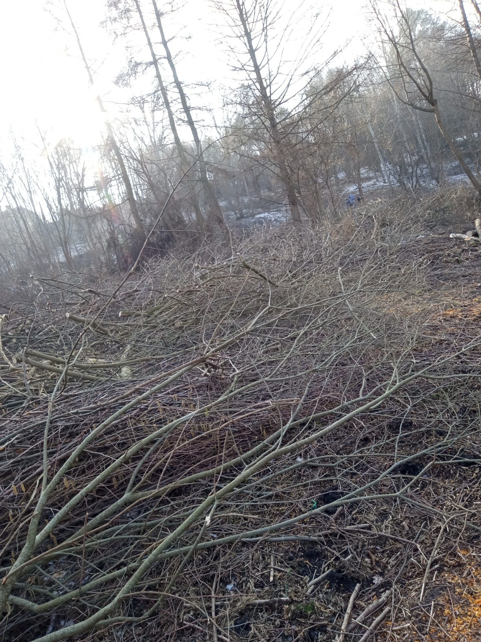 Stos świeżo ściętych gałęzi i pni drzew na tle lasu w zimowej scenerii. Widoczne ślady po wycince drzew. Słoneczny dzień.