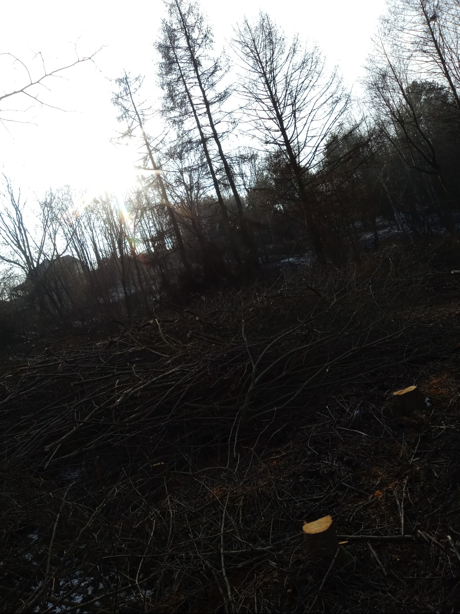 Ścięte drzewa w lesie, widoczne pnie i gałęzie na ziemi, w tle wysokie drzewa i prześwitujące słońce. Praca po wycince drzew.