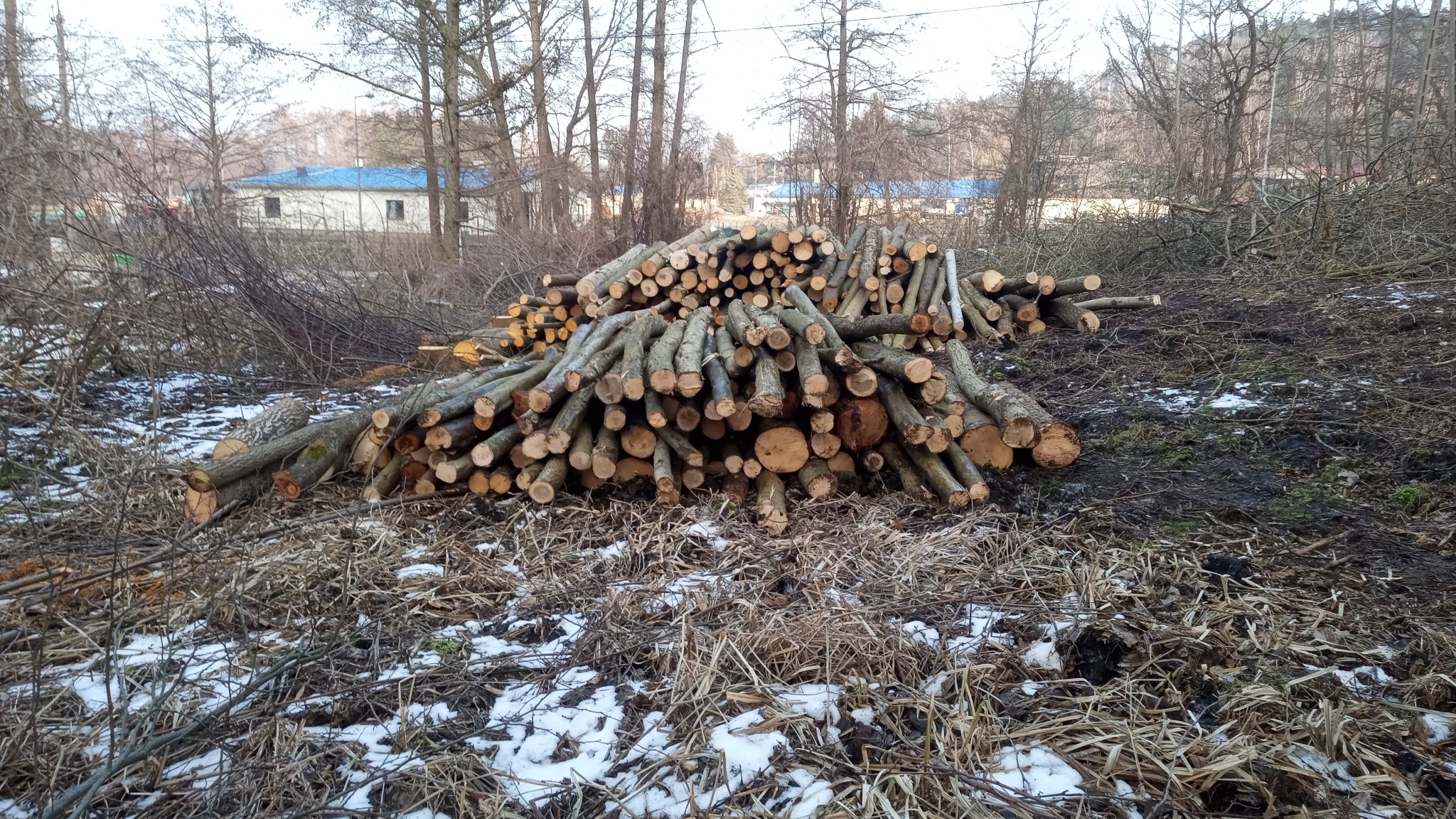 Stos pociętych gałęzi i pni drzew leżący na ziemi z resztkami śniegu, w tle budynek z niebieskim dachem i nagie drzewa.