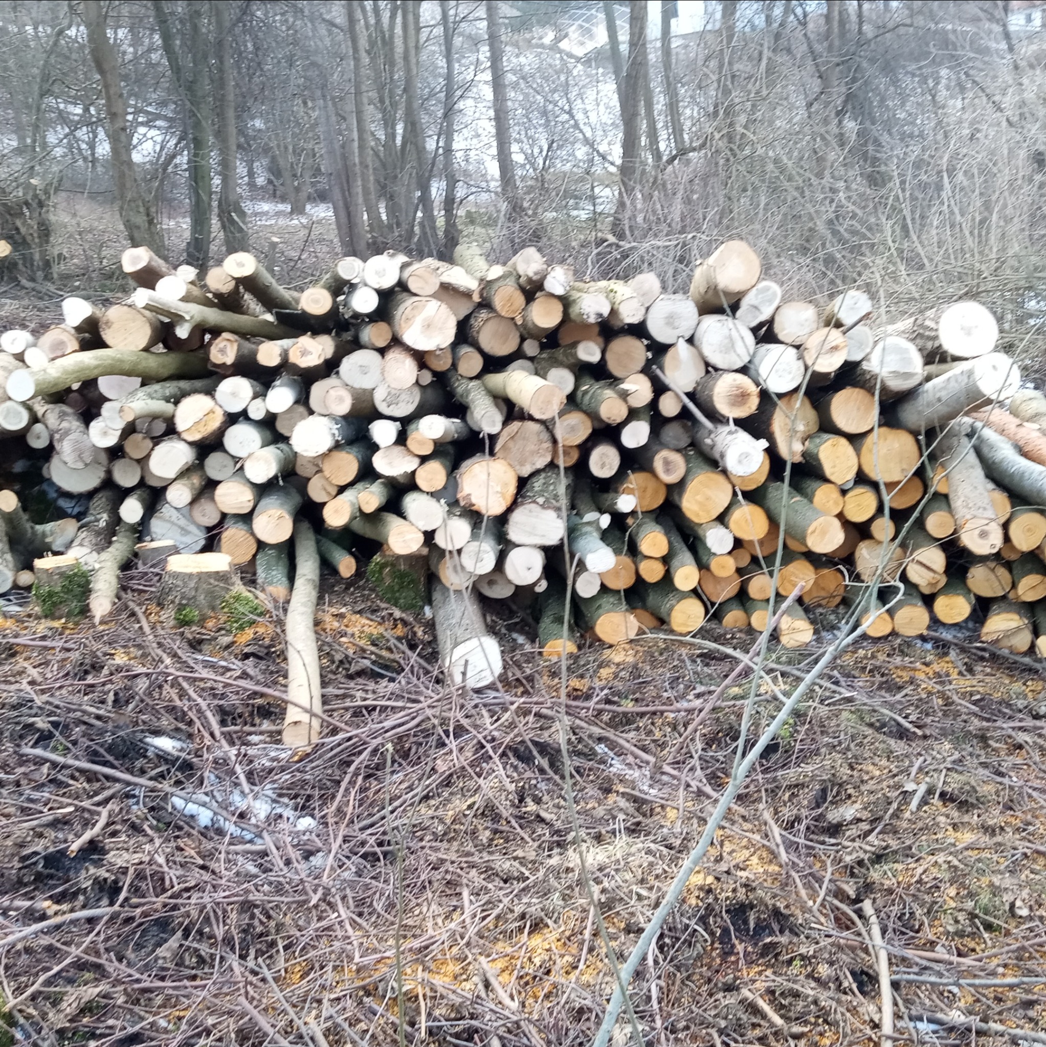 Stos pociętych pni drzew na tle lasu. Widoczne świeże przekroje drewna i gałęzie. Praca po wycince lub przycinaniu, przygotowane do transportu lub dalszej obróbki.