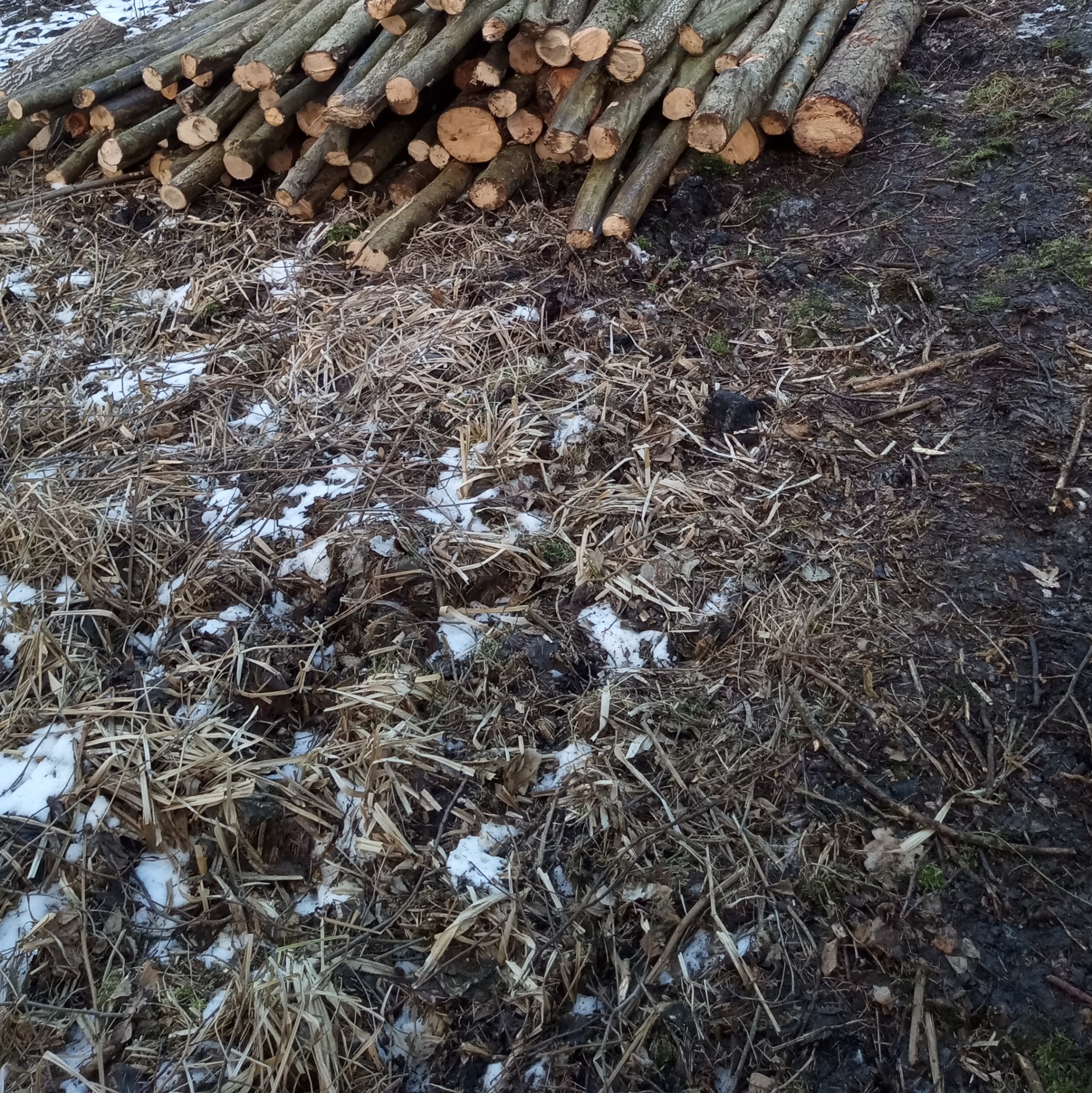 Stos gałęzi drzew na ziemi z resztkami śniegu i suchych traw. Widok z góry na przygotowane drewno po wycince.