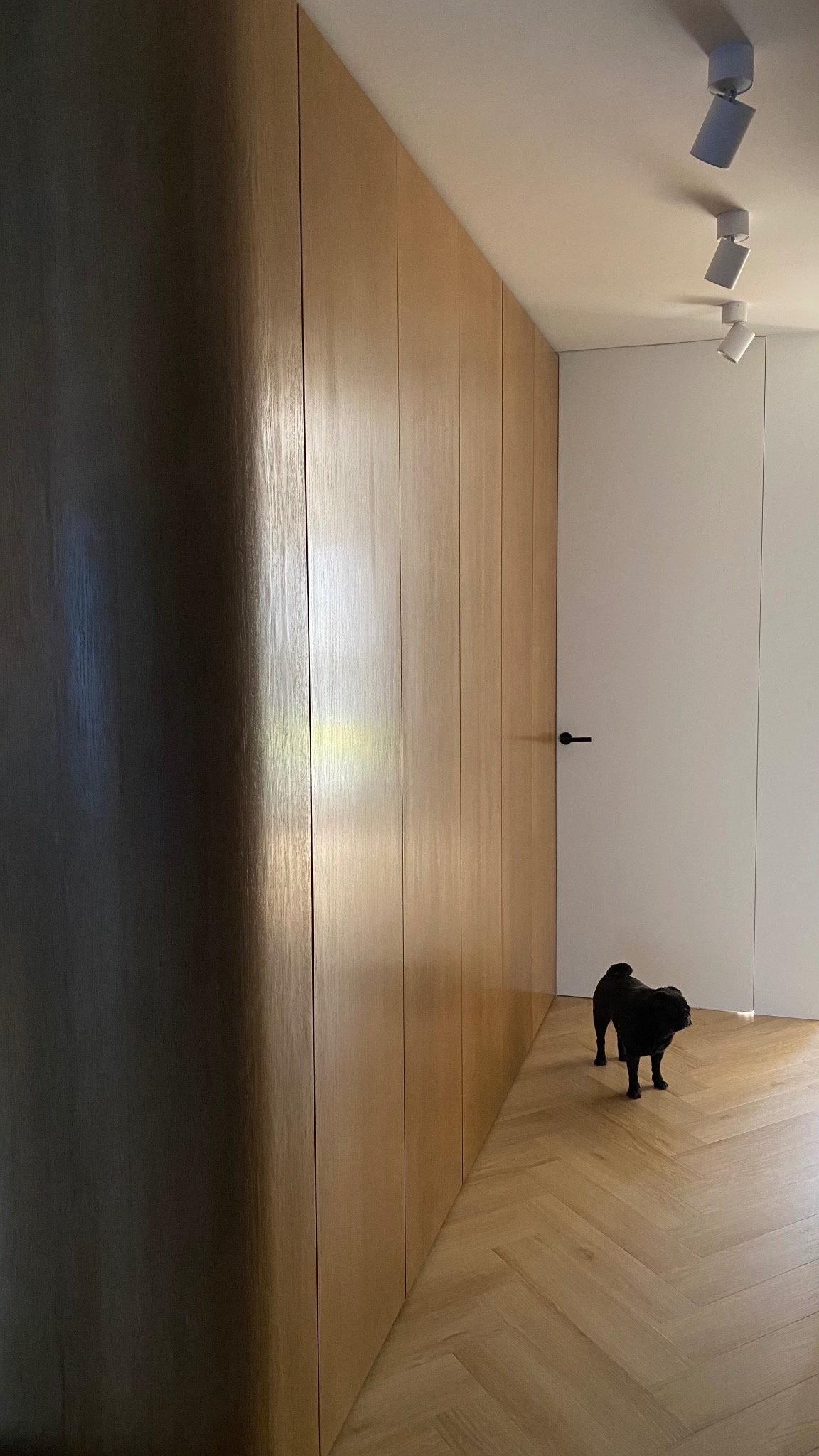 Jasne, drewniane panele ścienne z ukrytymi drzwiami, parkiet w jodełkę i czarny pies rasy mops w nowoczesnym wnętrzu. Oświetlenie punktowe na suficie.