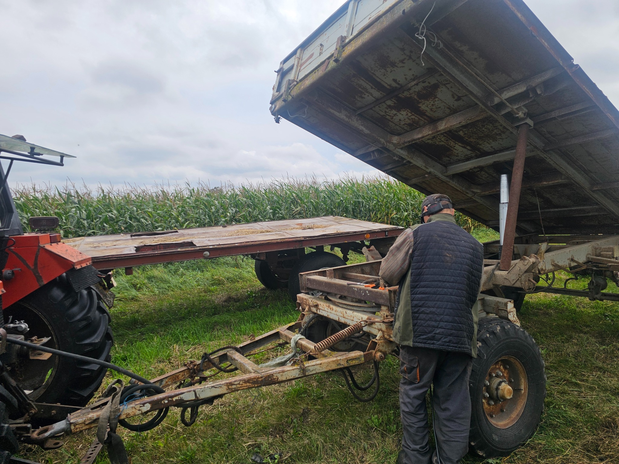 Traktor z przyczepą rolniczą w Studziankach, z podniesioną skrzynią ładunkową, na tle pola kukurydzy. Widoczny mężczyzna przy maszynie, w trakcie pracy.