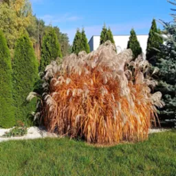 Ozdobna trawa pampasowa z beżowymi kwiatostanami, otoczona zielonymi tujami i świerkiem, na tle błękitnego nieba. Ułożona kompozycja na trawniku.