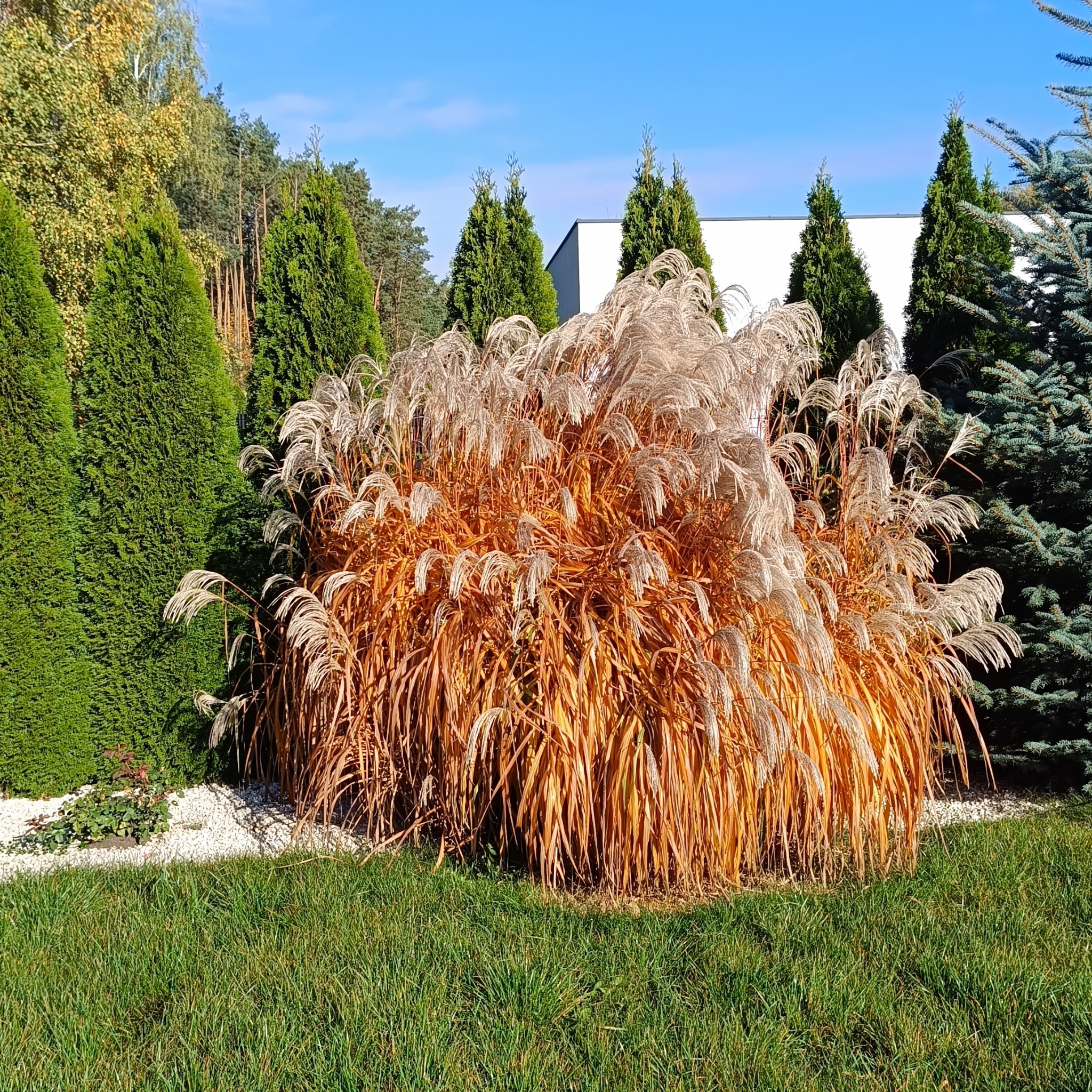 Ozdobna trawa pampasowa z beżowymi kwiatostanami, otoczona zielonymi tujami i świerkiem, na tle błękitnego nieba. Ułożona kompozycja na trawniku.