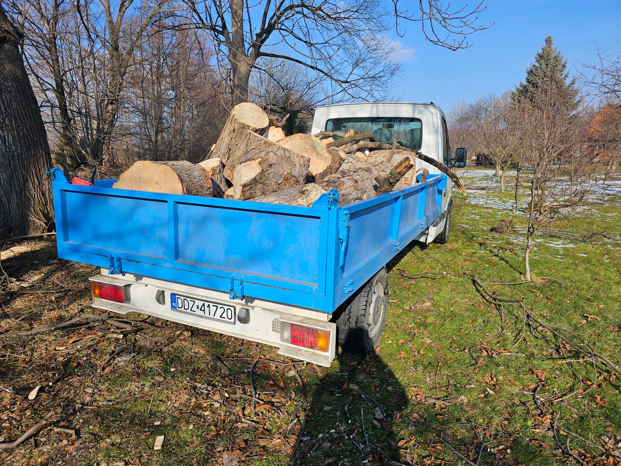 Niebieska wywrotka z drewnem na tle ogrodu z resztkami śniegu. Widoczne ścięte gałęzie na trawie.