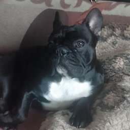 Justom Justyna Grochal - Transport Nowe Miasto nad Pilicą